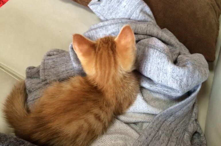 子猫の後ろ姿